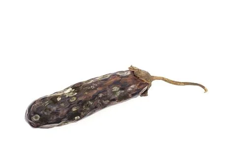 Mildew affected eggplant Stock Photos