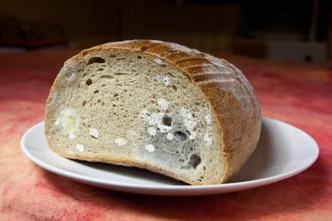 Mildew bread Stock Photos