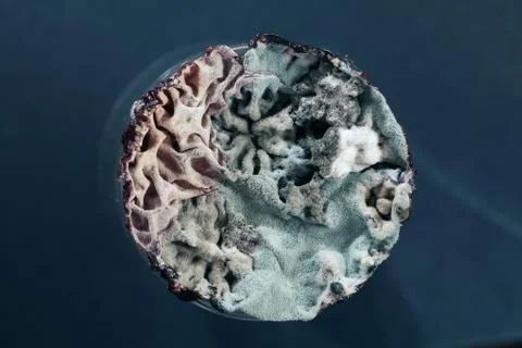 Mildew on the cake Foto stock gratuite