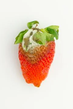 Mildew strawberry Stock Photos