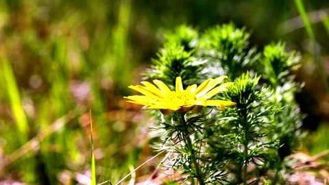 Milek 9 Stock Footage 134455165