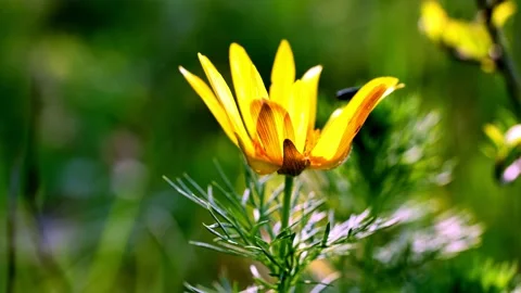 Milek5 Stock Footage 134454346