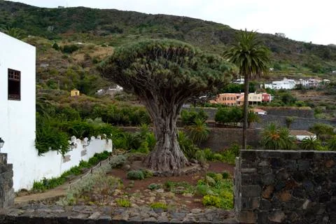 Milenarian dragon tree, icod de los vinos Stock Photos