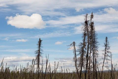 Miles of burned spruce Stock Photos