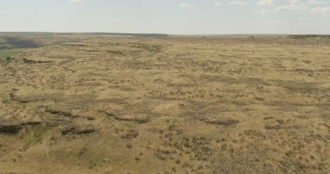 Miles of dead yellow fields, helicopter aerial, drone footage Stock Footage 115336175