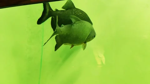 Mileus black fish is a herbaceous relative of piranhas, lives in South America Stock Footage 295105015