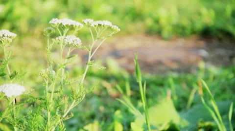 Milfoil Stock Footage 8519279