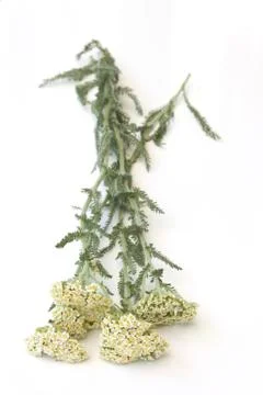 Milfoil Stock Photos