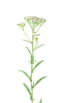 Milfoil Photos