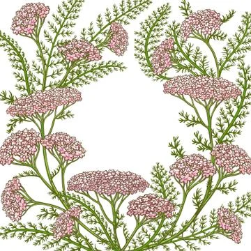 Milfoil vector frame Stock Illustration
