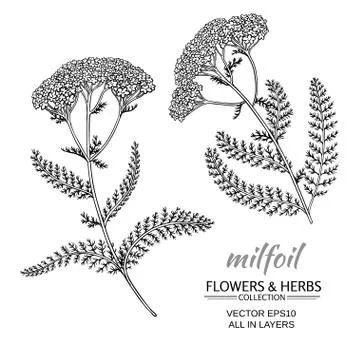 Milfoil vector set Stock Illustration
