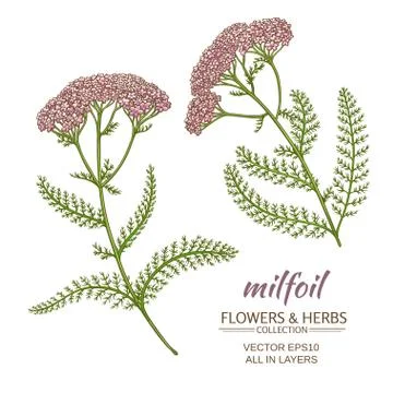 Milfoil vector set Stock Illustration