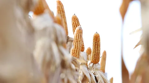 Milho, corn Video stock 34522548