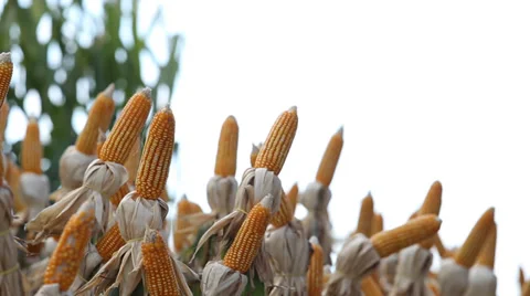 Milho2, corn Video stock 34523228