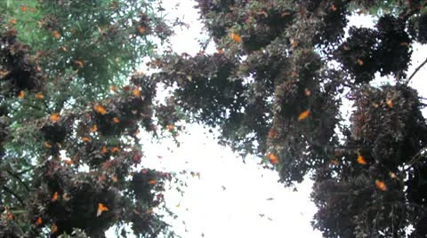 Milion of Butterflies! Stock Footage