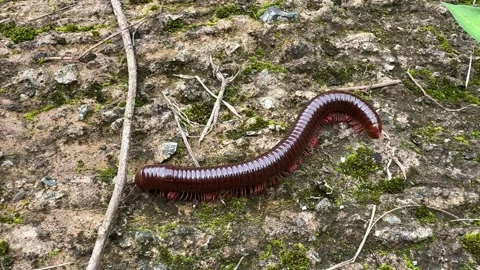 Milipede Crawling on Ground Stock Footage 311575947