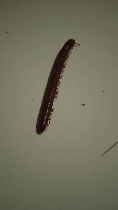 Milipede Stock Footage 244998774