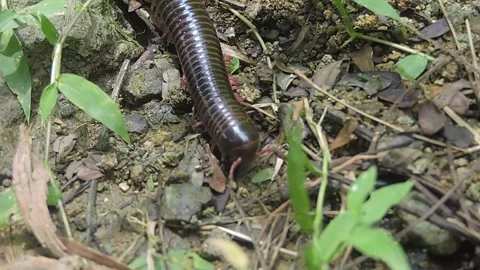 Milipede Stock-Footage 279487829