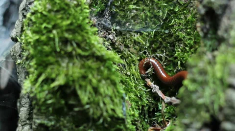 Milipede on Tree Stock-Footage 38675232