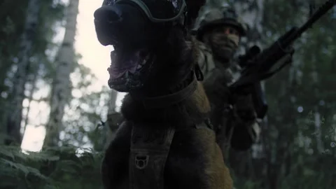 Military dog is ready to attack the enemy Stock Footage 327351682