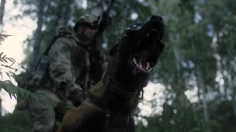 Military dog is ready to attack the enemy Stock Footage 327351687