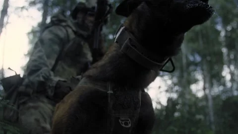Military dog is ready to attack the enemy Stock Footage 327351824