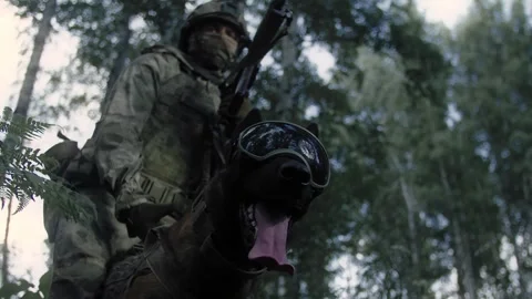 Military dog is ready to attack the enemy Stock Footage 327351953