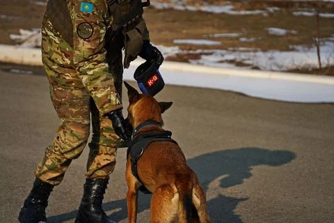 Military exercises of the armed engineering forces Stock-Fotos