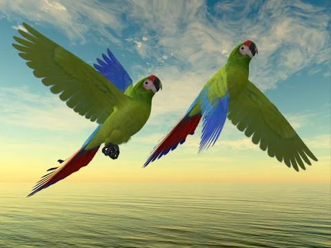 Military Macaw Stockillustratie
