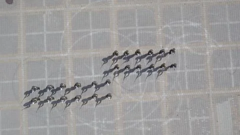 Military parade 2 Stock Footage 335839534
