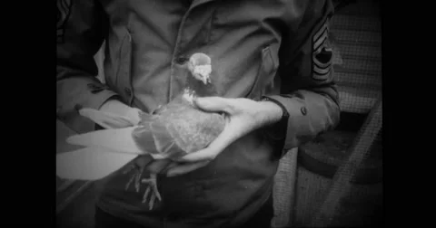 Military soldier's hand holding a war pigeon Stock Footage