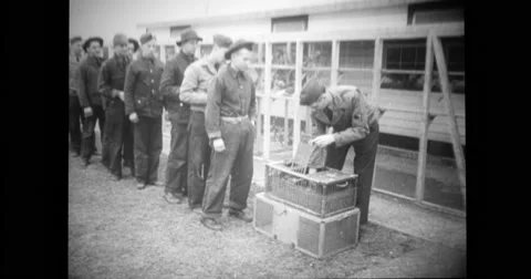 Military soldiers in a queue receiving war pigeons Stock Footage