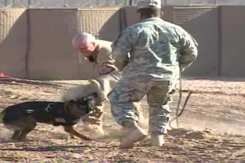 Military Working Dogs Attack Training Baghdad Iraq 1.15.2009 Stock Footage 325474182