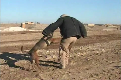 Military Working Dogs Attack Training Baghdad Iraq 1.15.2009 _ part 2 Stock Footage 325474184