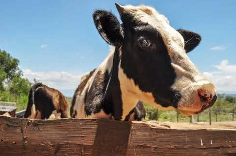 Milk Calf. Stock Photos
