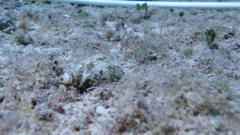 Milk Conch Moving Towards the Camera Stock Footage 319860569
