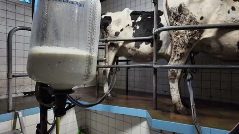 Milk Container Filling During Cow Milking Process Stock Footage 324886830