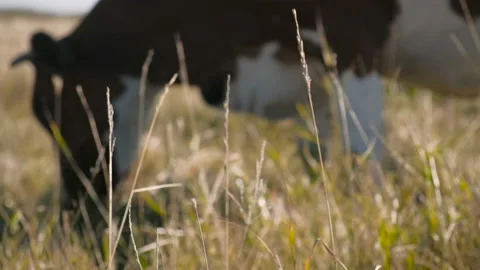 Milk Cow eating grass. Free grazing. Cattle breeding. Livestock grazing. Stock Footage 99987053