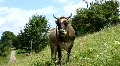 Milk cow HD Footage