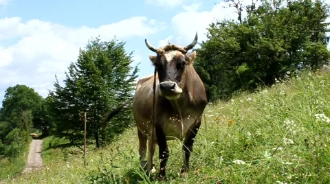 Milk cow Stock Footage