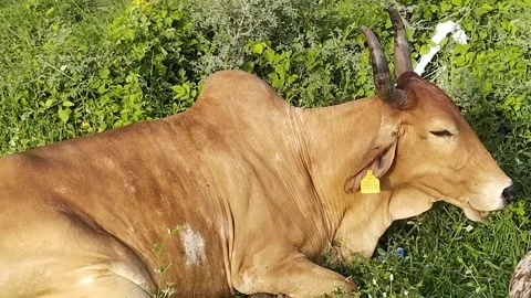 Milk cow Stock Footage 157412731