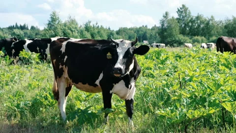 Milk cow grazing. Farm cattle grazing in field. Close up of dairy cow eating Stock Footage