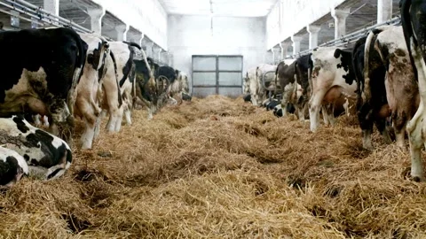 Milk cow grazing on green farm pasture on summer day. Feeding of cattle on Video stock 334655341