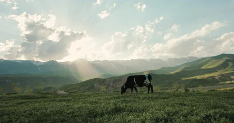 Milk cow in a green field eats grass against backdrop of beautiful foggy hilly Stock Footage 227182537
