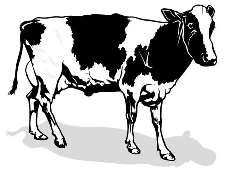 Milk Cow Stock Illustration