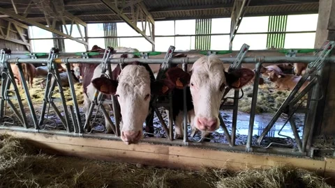 Milk cows in the barn 動画素材 265481842