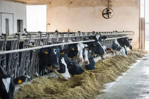 Milk cows in breeding farm Foto stock