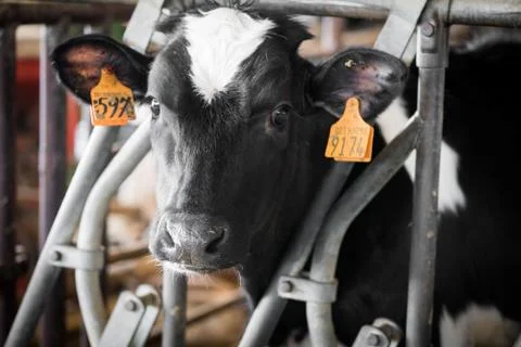 Milk cows in breeding farm 스톡 사진