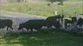 Milk Cows Come Home for Milking DAIRY FARM 1950s Vintage Film Home Movie 352 HD Footage