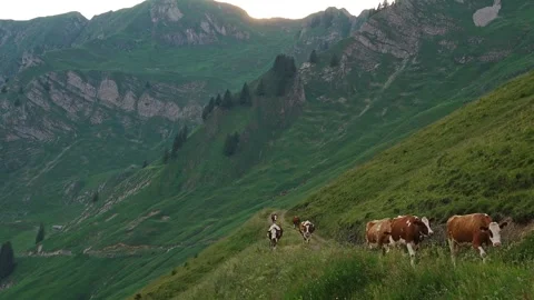 Milk cows coming up a trail in the alps at brienzer rothorn at sunset 2 Stock Footage 345620041